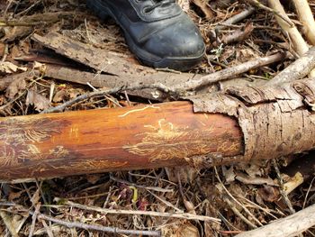 High angle view of damaged tree on field in forest