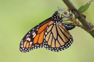 Butterfly on flower