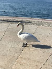 High angle view of seagull on beach