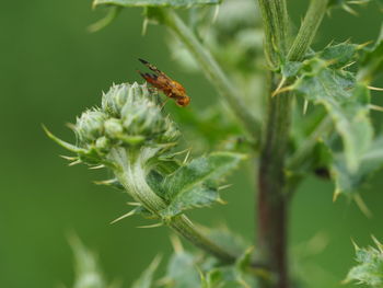 Close-up of butterfly pollinating flower