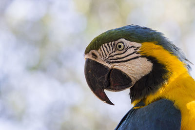 Close-up of a bird