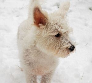 High angle view of dog on snow field