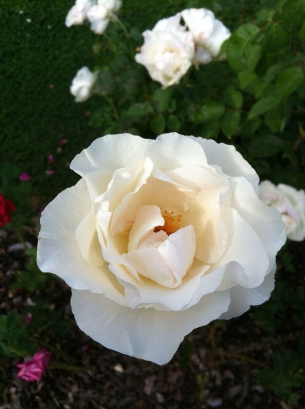 flower, petal, flower head, freshness, fragility, white color, growth, beauty in nature, close-up, rose - flower, single flower, blooming, nature, focus on foreground, in bloom, white, blossom, outdoors, day, high angle view