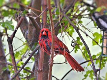 Low angle view of bird perching on branch