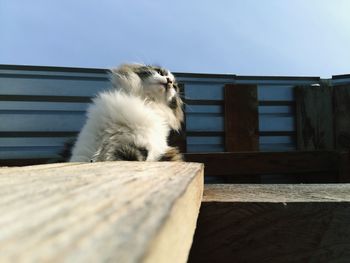 Cat looking away while standing on railing against sky