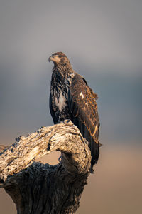 Close-up of bird perching on tree