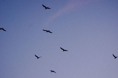 Low angle view of birds flying in sky
