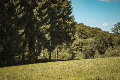 Trees growing in field