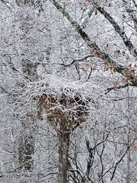 Low angle view of flower tree against sky