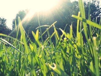 Close-up of fresh green field against sky