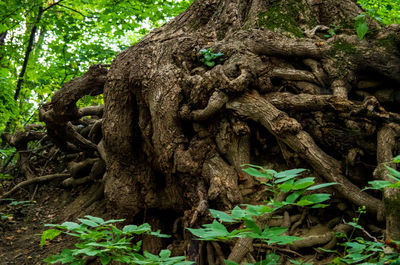 Tree trunk in forest