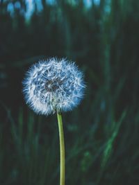 Close-up of dandelion flower