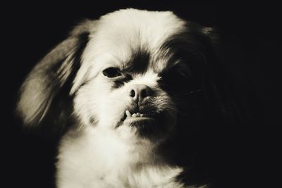 Close-up portrait of dog