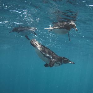 View of turtle swimming in sea