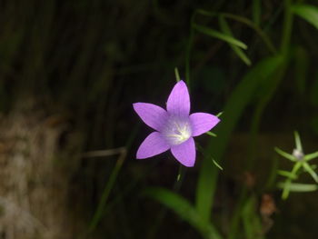 Close-up of pink flower