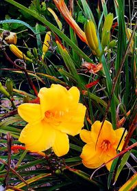 Close-up of yellow flower