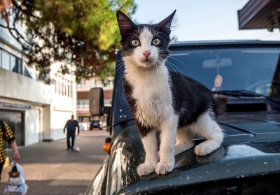 Cat looking away in city