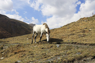 View of horse on field against sky