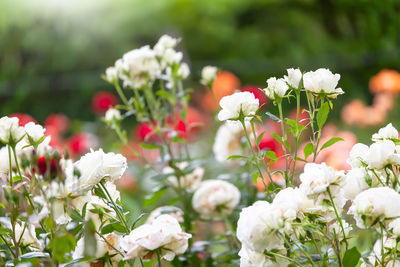 Close-up of white flowering plants