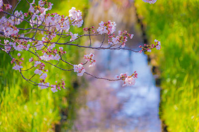 Close-up of cherry blossom