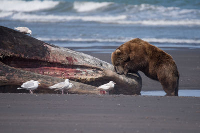Grizzly bear and seagulls by dead sperm whale at shore