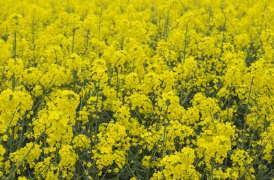 Full frame shot of yellow flowering plants in rural england