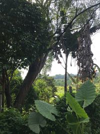 Close-up of trees in forest