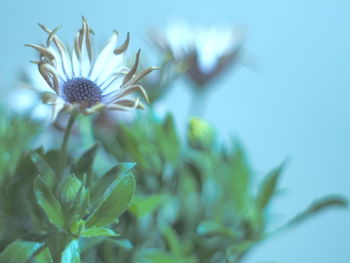 Close-up of flower blooming outdoors