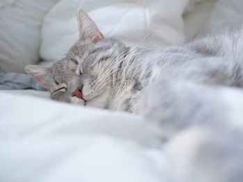 Close-up of cat sleeping on bed at home