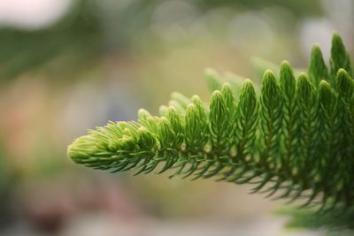 Close-up of fern leaves