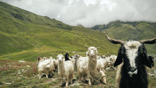 Side view of goats on landscape