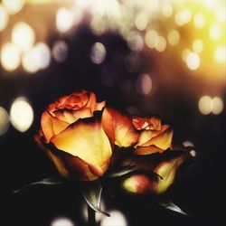Close-up of rose against illuminated background