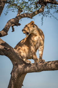 Lioness sits on tree branch looking back