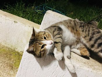 High angle view of cat resting