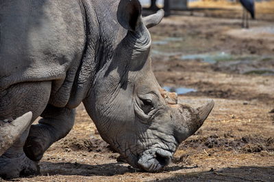 Close up head of black rhinoceros or diceros bicornis. wildlife animal.