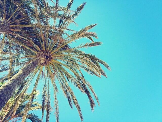 low angle view, clear sky, growth, blue, tree, nature, branch, beauty in nature, palm tree, tranquility, day, sky, outdoors, sunlight, no people, tree trunk, leaf, close-up, copy space, flower