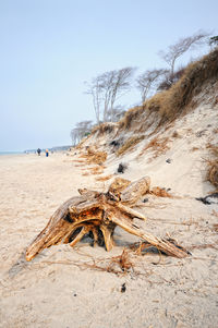 Driftwood on beach against clear sky