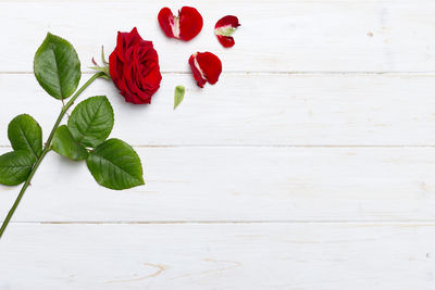 Close-up of red flowers on table