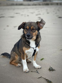 Portrait of dog sitting on sidewalk in city