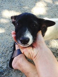 Cropped image of hand holding dog