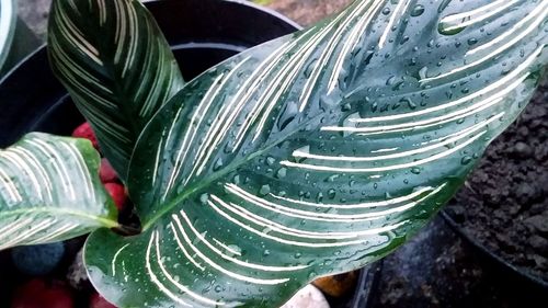 High angle view of succulent plant leaves