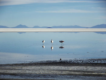 Birds flying over lake against sky