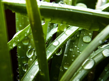 Close-up of raindrops on leaves