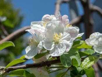 Close-up of white cherry blossom on tree