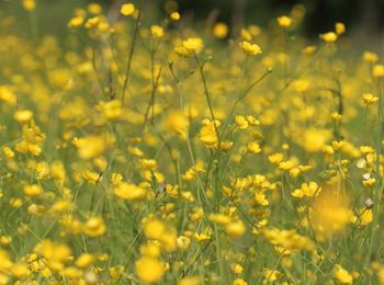 Close-up of flower in field