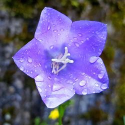 Close-up of water drops on pink flower