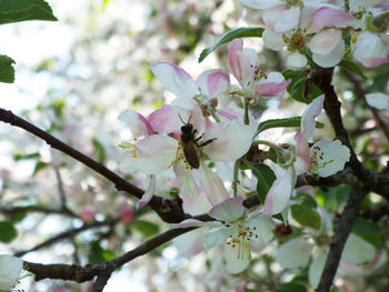 Close-up of pink flowers on tree