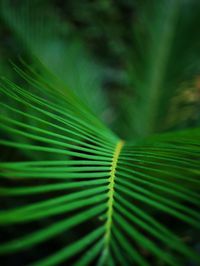 Close-up of leaves