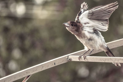 Close-up of bird perching on railing