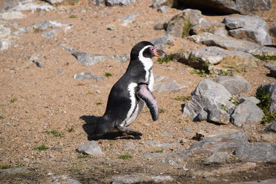 Close-up of penguin on rock